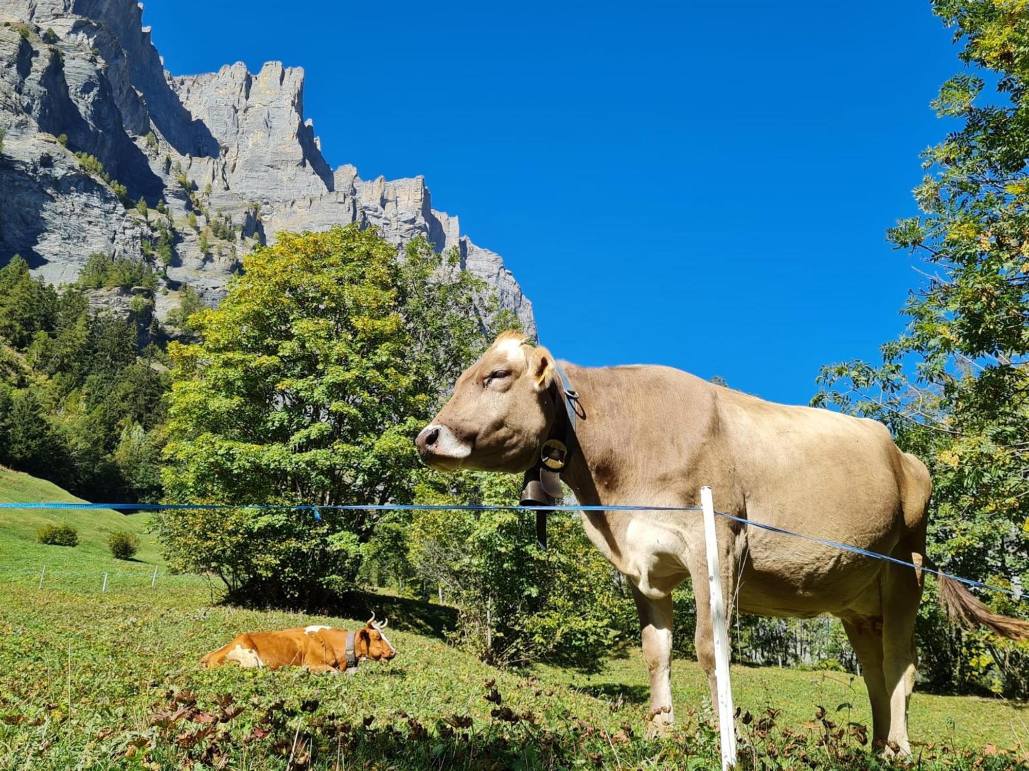 Lucky Fox Daire Leukerbad Dış mekan fotoğraf